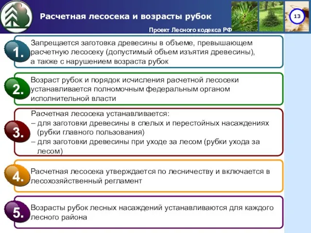 Расчетная лесосека и возрасты рубок Проект Лесного кодекса РФ Запрещается заготовка древесины