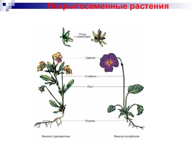 Покрытосеменные растения