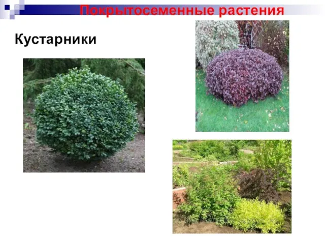 Кустарники Покрытосеменные растения