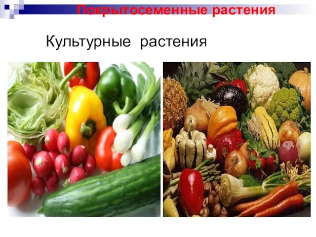 Культурные растения Покрытосеменные растения