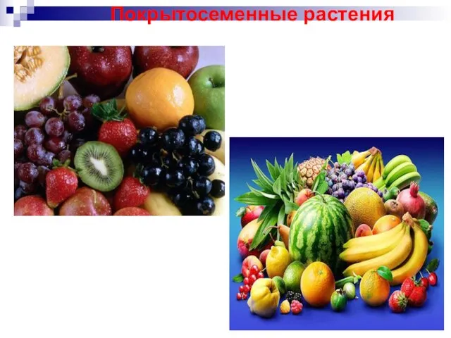 Покрытосеменные растения