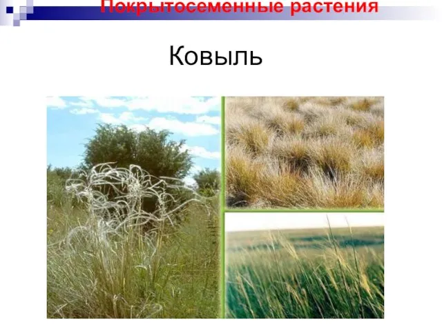 Ковыль Покрытосеменные растения