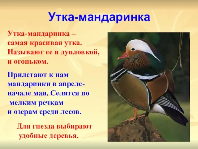 Утка-мандаринка Утка-мандаринка – самая красивая утка. Называют ее и дупловкой, и огоньком.