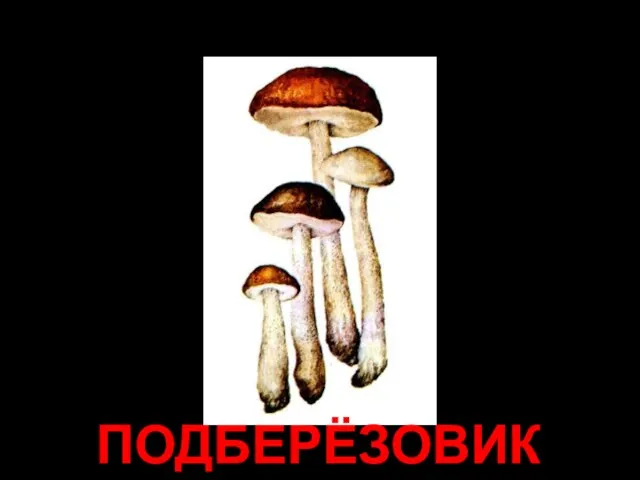 ПОДБЕРЁЗОВИК