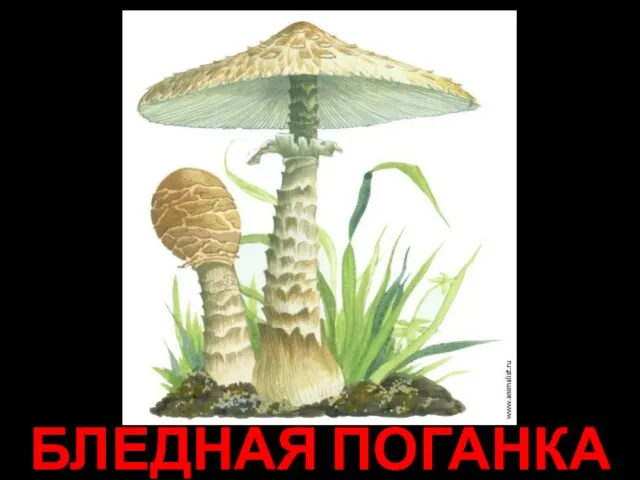 БЛЕДНАЯ ПОГАНКА