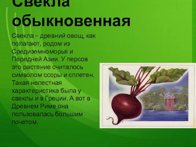 Свёкла обыкновенная Свекла – древний овощ, как полагают, родом из Средиземноморья и