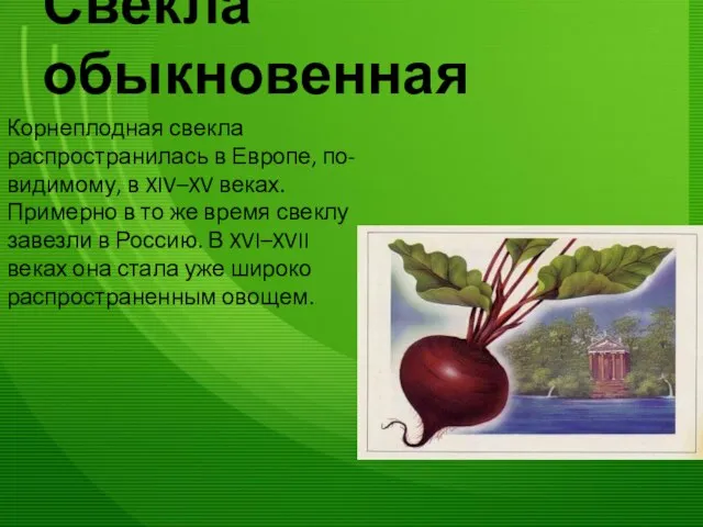 Свёкла обыкновенная Корнеплодная свекла распространилась в Европе, по-видимому, в XIV–XV веках. Примерно