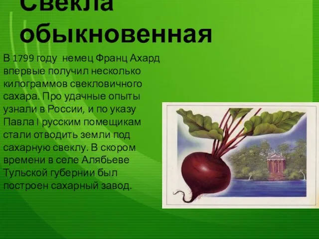 Свёкла обыкновенная В 1799 году немец Франц Ахард впервые получил несколько килограммов