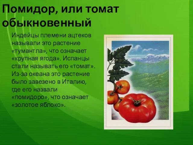 Помидор, или томат обыкновенный Индейцы племени ацтеков называли это растение «тумантла», что