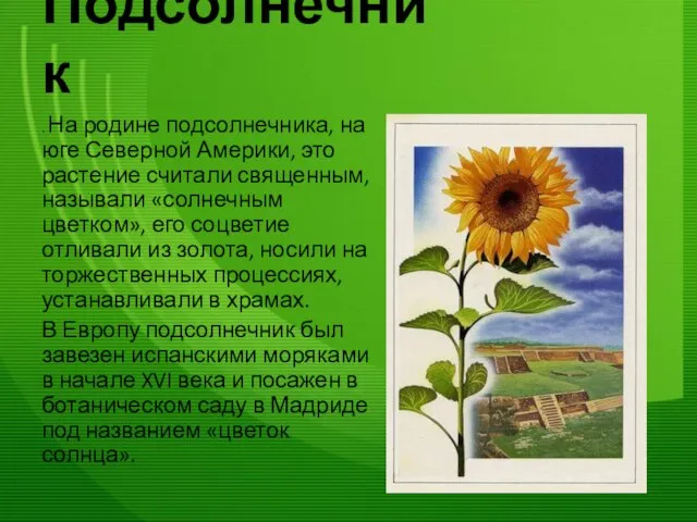 Подсолнечник . На родине подсолнечника, на юге Северной Америки, это растение считали