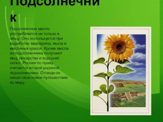 Подсолнечник Подсолнечное масло употребляется не только в пищу. Оно используется при выработке