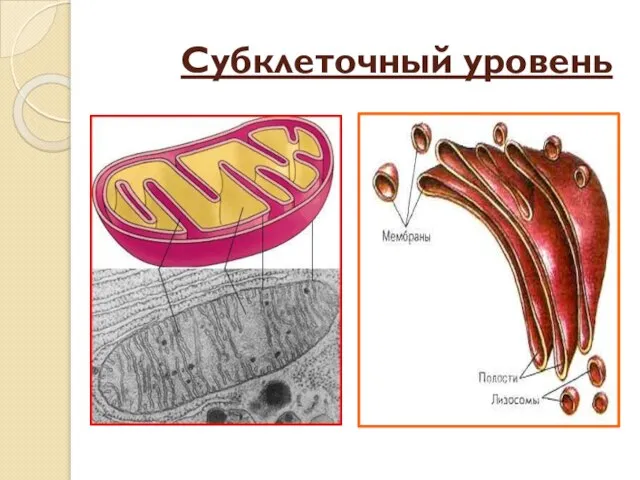 Субклеточный уровень