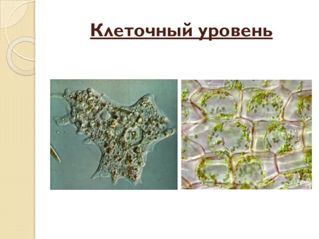 Клеточный уровень