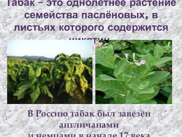 Табак – это однолетнее растение семейства паслёновых, в листьях которого содержится никотин.