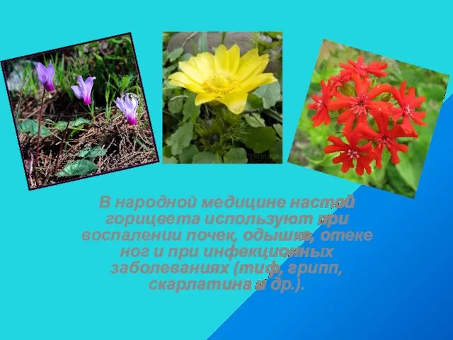 В народной медицине настой горицвета используют при воспалении почек, одышке, отеке ног