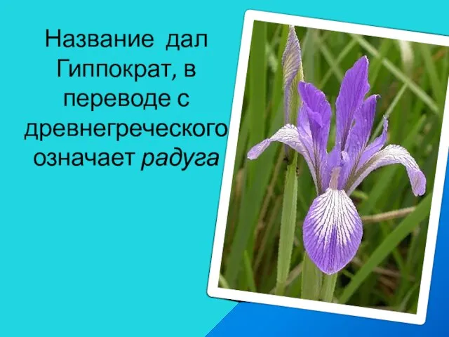 Название дал Гиппократ, в переводе с древнегреческого означает радуга