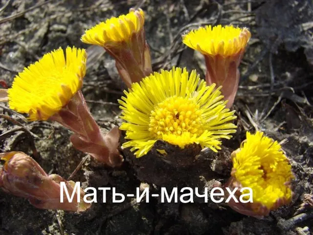 Мать-и-мачеха