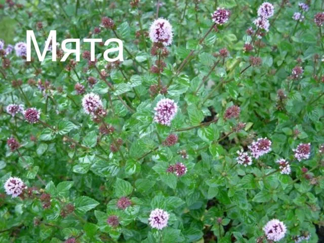 Мята