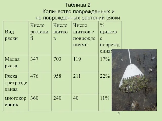 Таблица 2 Количество поврежденных и не поврежденных растений ряски