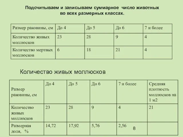 Количество живых моллюсков Подсчитываем и записываем суммарное число животных во всех размерных классах.