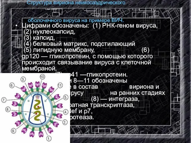 Структура вириона неикосаэдрического оболочечного вируса на примере ВИЧ. Цифрами обозначены: (1) РНК-геном