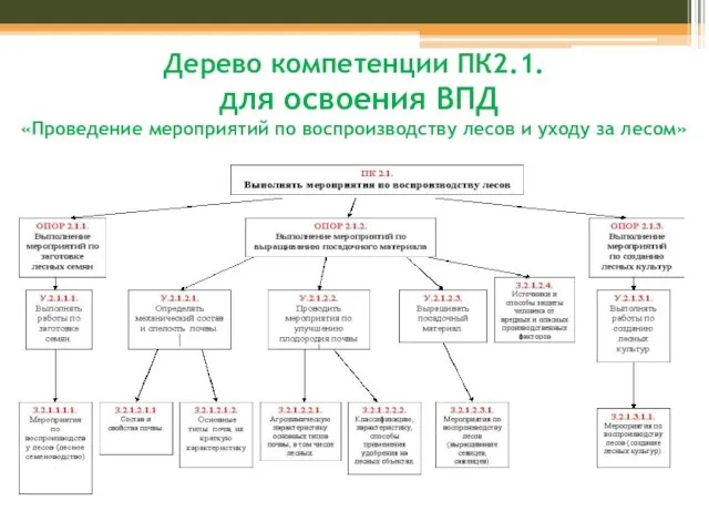 Дерево компетенции ПК2.1. для освоения ВПД «Проведение мероприятий по воспроизводству лесов и уходу за лесом»