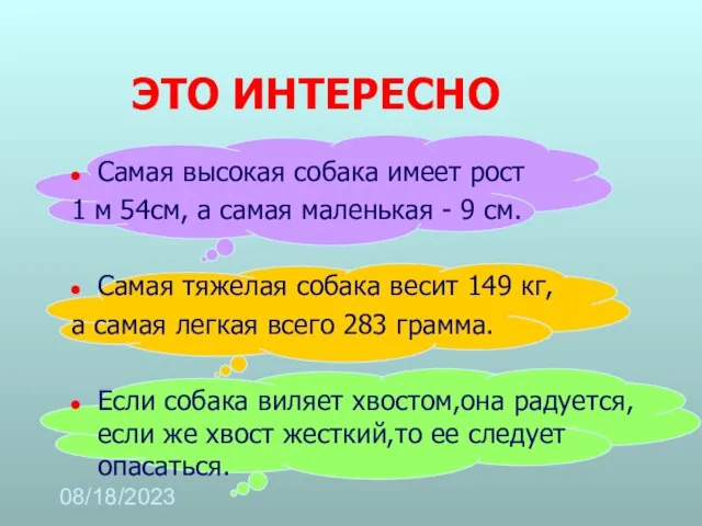 08/18/2023 ЭТО ИНТЕРЕСНО Самая высокая собака имеет рост 1 м 54см, а