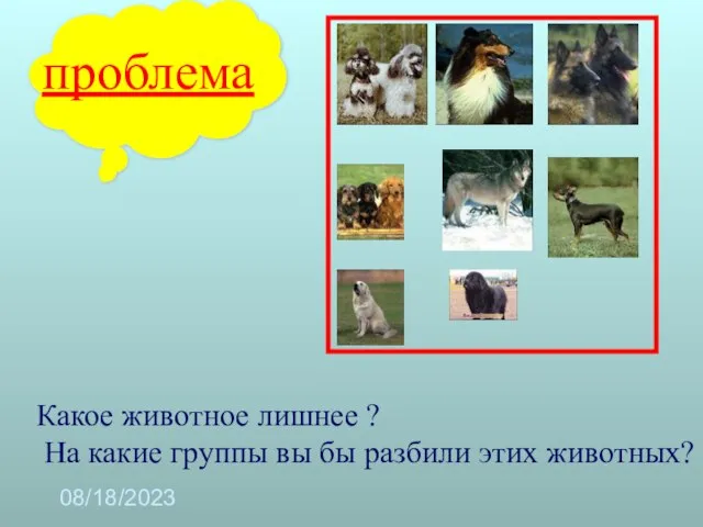 08/18/2023 Какое животное лишнее ? На какие группы вы бы разбили этих животных? проблема