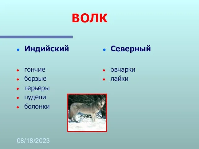 08/18/2023 ВОЛК Индийский гончие борзые терьеры пудели болонки Северный овчарки лайки