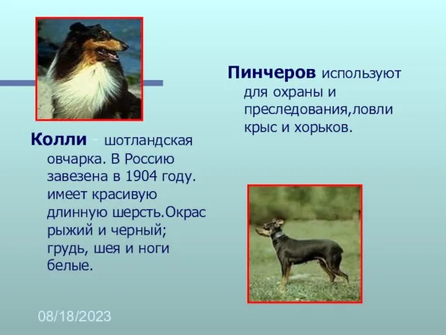 08/18/2023 Колли - шотландская овчарка. В Россию завезена в 1904 году.имеет красивую