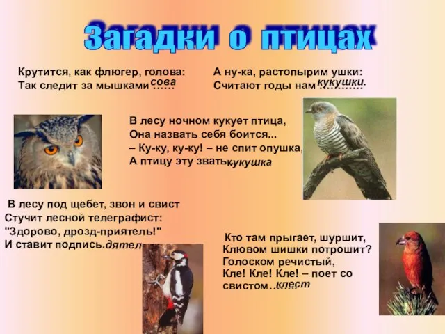 В лесу ночном кукует птица, Она назвать себя боится... – Ку-ку, ку-ку!