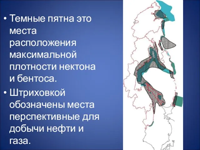 Темные пятна это места расположения максимальной плотности нектона и бентоса. Штриховкой обозначены