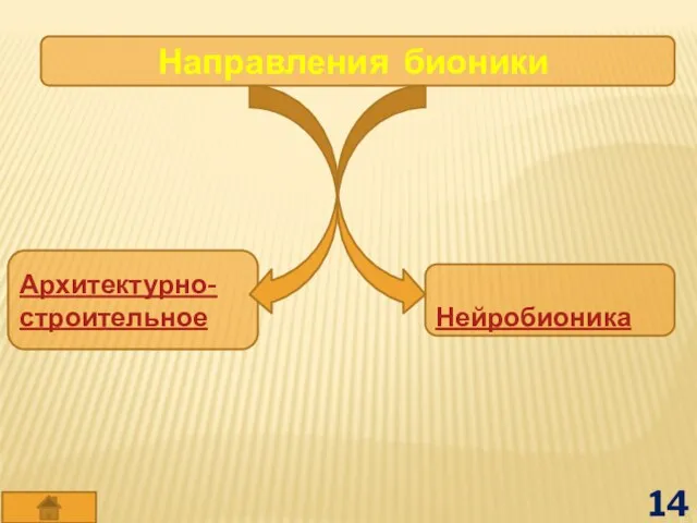 Направления бионики Архитектурно-строительное Нейробионика