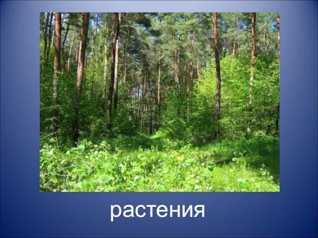 растения