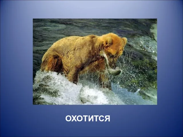 ОХОТИТСЯ