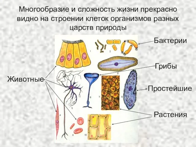 Многообразие и сложность жизни прекрасно видно на строении клеток организмов разных царств