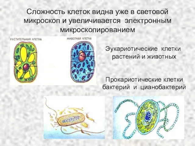 Сложность клеток видна уже в световой микроскоп и увеличивается электронным микроскопированием Эукариотические