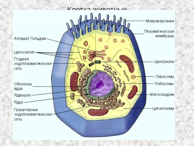 Клетка животных
