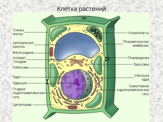 Клетка растений