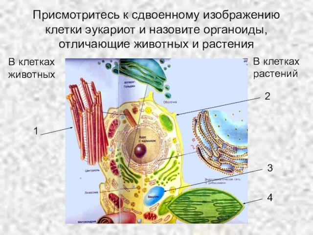 Присмотритесь к сдвоенному изображению клетки эукариот и назовите органоиды, отличающие животных и