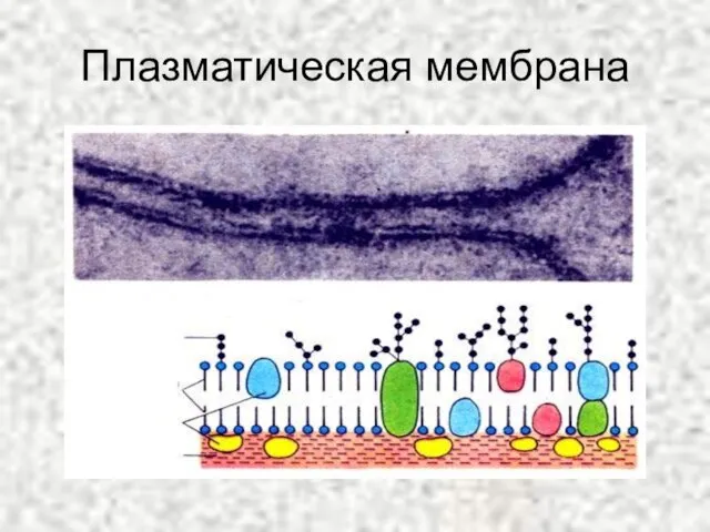 Плазматическая мембрана