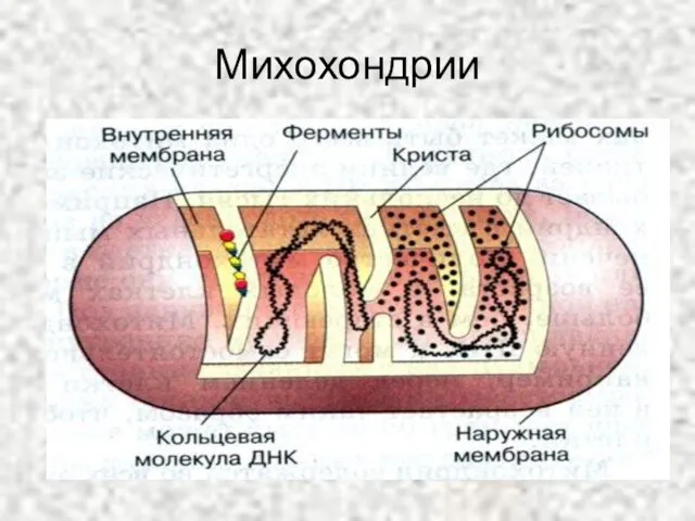 Михохондрии