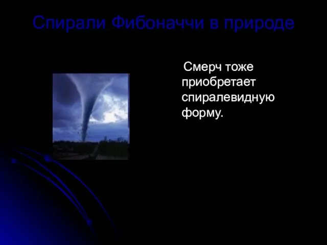 Спирали Фибоначчи в природе Смерч тоже приобретает спиралевидную форму.