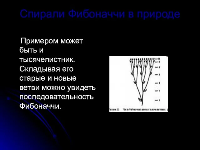 Спирали Фибоначчи в природе Примером может быть и тысячелистник. Складывая его старые