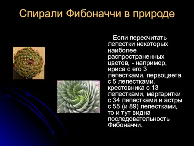 Спирали Фибоначчи в природе Если пересчитать лепестки некоторых наиболее распространенных цветов, -