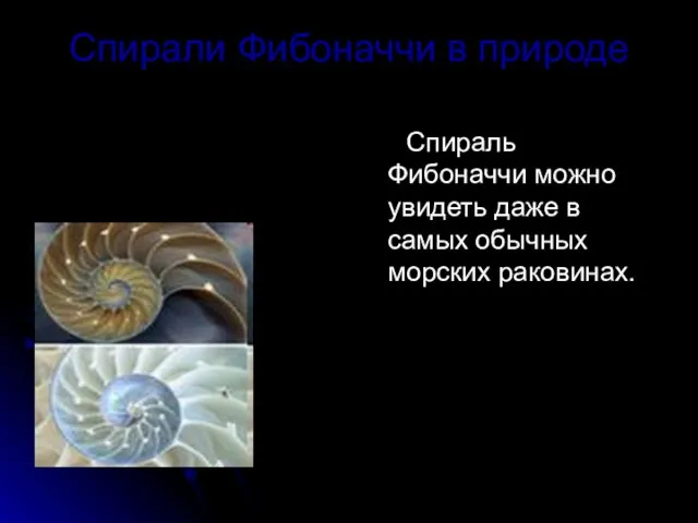 Спирали Фибоначчи в природе Спираль Фибоначчи можно увидеть даже в самых обычных морских раковинах.