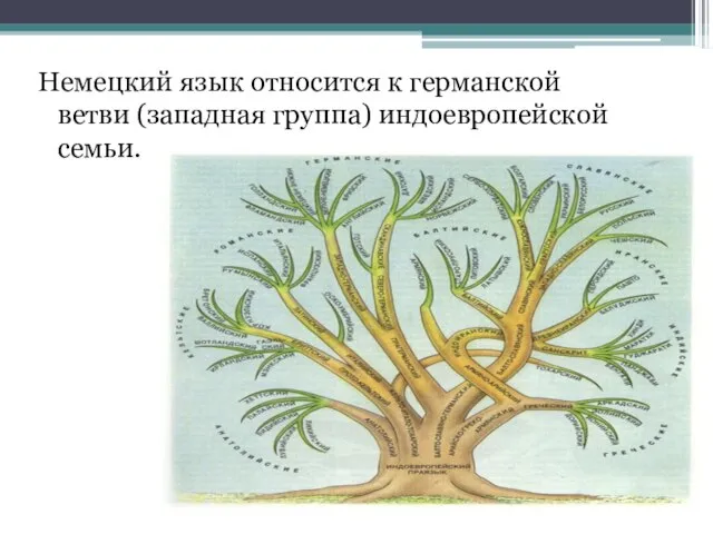 Немецкий язык относится к германской ветви (западная группа) индоевропейской семьи.