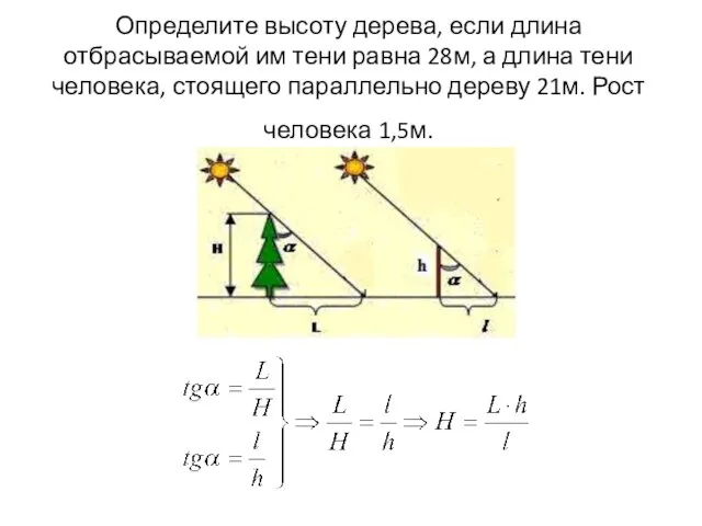 Определите высоту дерева, если длина отбрасываемой им тени равна 28м, а длина
