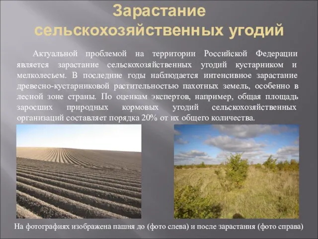 Зарастание сельскохозяйственных угодий Актуальной проблемой на территории Российской Федерации является зарастание сельскохозяйственных