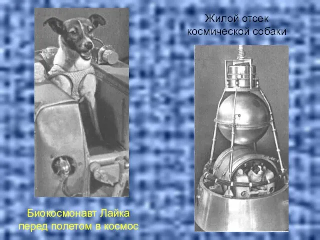 Биокосмонавт Лайка перед полетом в космос Жилой отсек космической собаки